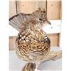 Image 4 : Ruffed Grouse Full Body Bird Taxidermy