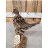 Image 5 : Ruffed Grouse Full Body Bird Taxidermy