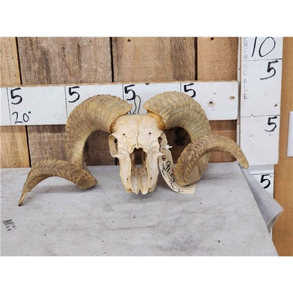 Double Curl Ram Sheep Skull Taxidermy