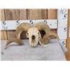 Image 1 : Double Curl Ram Sheep Skull Taxidermy