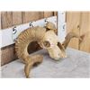 Image 2 : Double Curl Ram Sheep Skull Taxidermy