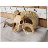 Image 3 : Double Curl Ram Sheep Skull Taxidermy