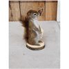 Image 3 : Pine Squirrel Full Body Taxidermy Mount