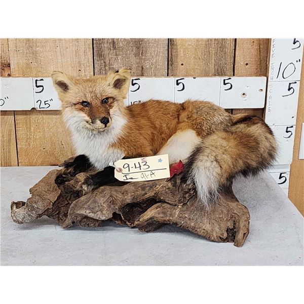 Red Fox Full Body Taxidermy Mount