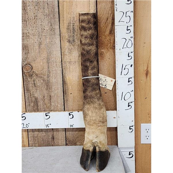 Taxidermy Giraffe Leg
