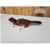 Image 4 : Mink Full Body Taxidermy Mount