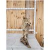 Image 2 : Coyote Full Body Taxidermy Mount