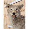 Image 3 : Coyote Full Body Taxidermy Mount