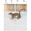 Image 3 : Squirrel Full Body Taxidermy Mount