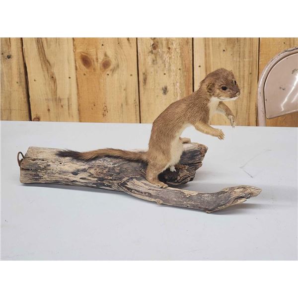 Weasel On Driftwood Taxidermy