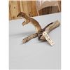 Image 4 : Weasel On Driftwood Taxidermy