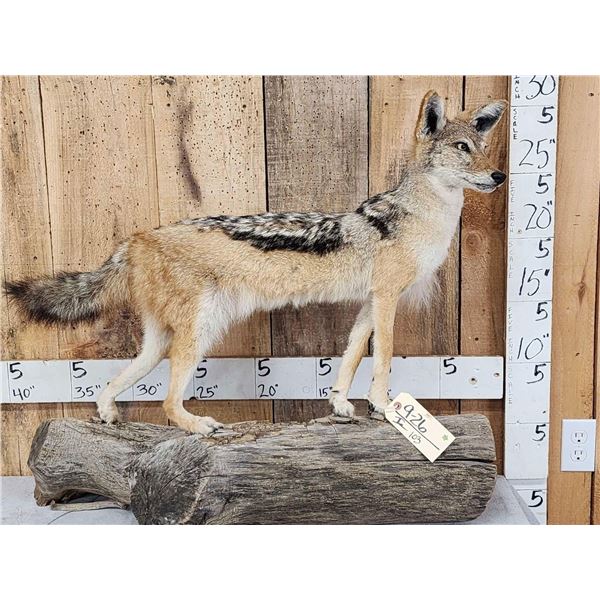African Black Back Jackal Full Body Taxidermy Mount