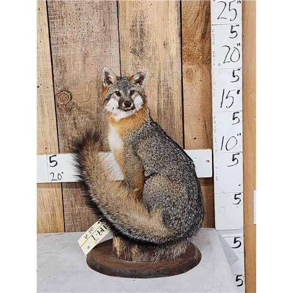 Grey Fox Full Body Taxidermy Mount