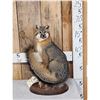 Image 1 : Grey Fox Full Body Taxidermy Mount