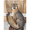 Image 2 : Grey Fox Full Body Taxidermy Mount
