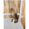 Image 3 : Grey Fox Full Body Taxidermy Mount