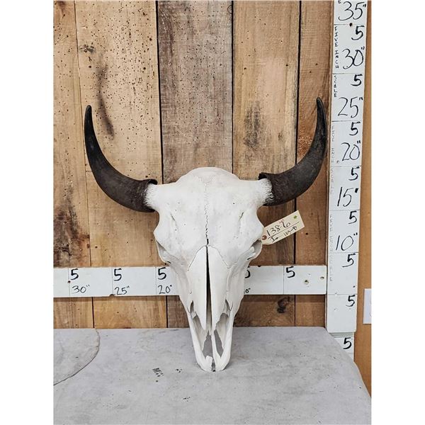 American Bison Buffalo Skull Taxidermy