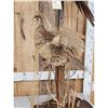 Image 2 : Rooster & Hen Ringneck Pheasants Taking Flight Bird Taxidermy