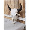 Image 2 : American Bison Buffalo Skull Taxidermy