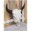 Image 3 : American Bison Buffalo Skull Taxidermy