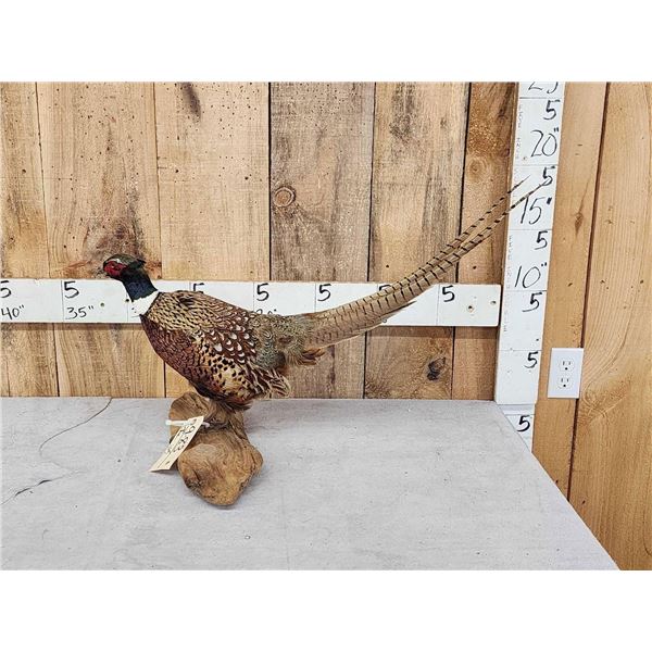 Ringneck Pheasant Full Body Bird Taxidermy
