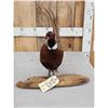 Image 3 : Ringneck Pheasant Full Body Bird Taxidermy