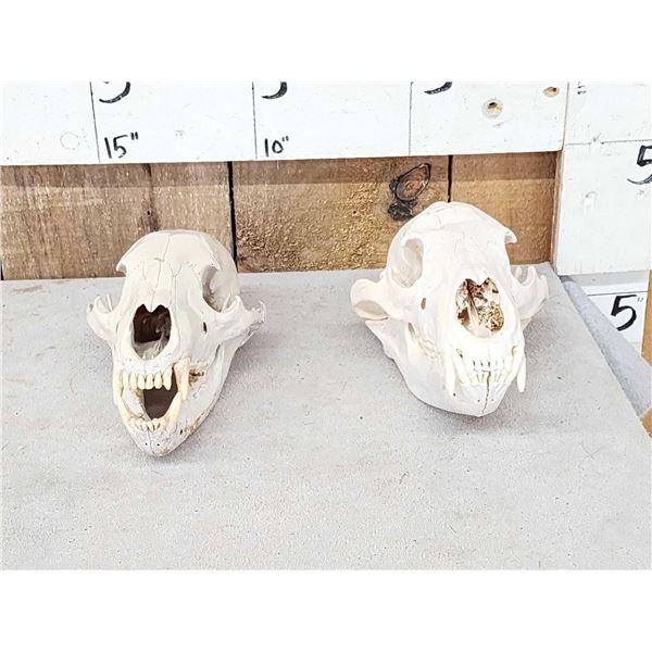 2 Black Bear Skulls Taxidermy