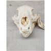 Image 3 : Black Bear Skull Taxidermy