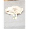 Image 5 : Black Bear Skull Taxidermy