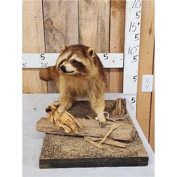 Raccoon Full Body Taxidermy Mount