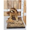 Image 1 : Raccoon Full Body Taxidermy Mount