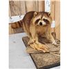 Image 2 : Raccoon Full Body Taxidermy Mount