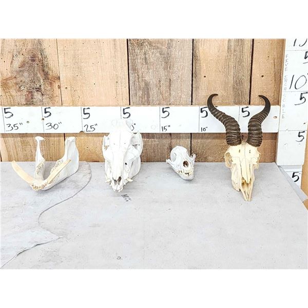 Small Animal Skulls Lot