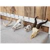 Image 2 : Small Animal Skulls Lot