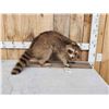 Image 1 : Raccoon Full Body Taxidermy Mount