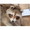 Image 2 : Raccoon Full Body Taxidermy Mount