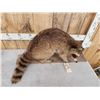 Image 3 : Raccoon Full Body Taxidermy Mount