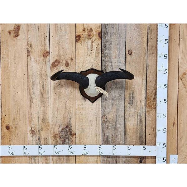 African Blue Wildebeest Horns On Plaque