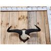 Image 2 : African Blue Wildebeest Horns On Plaque