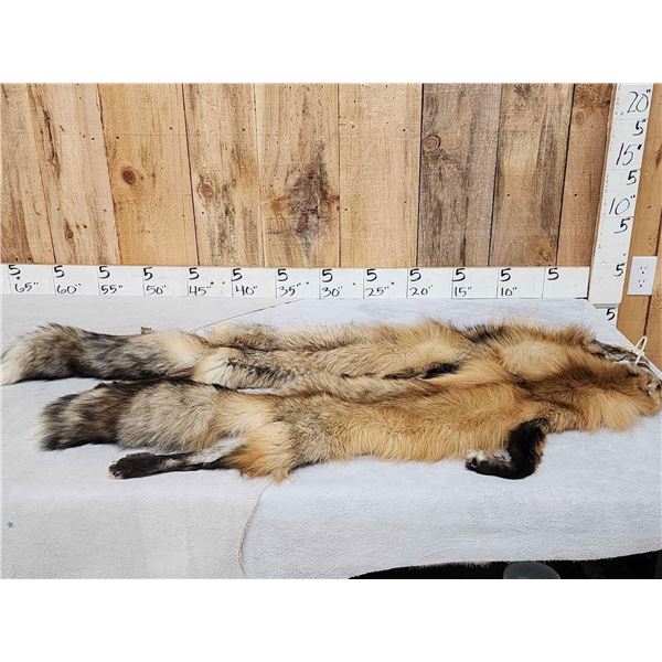 2 Ranch Fox Soft Tanned Furs Taxidermy