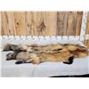 Image 1 : 2 Ranch Fox Soft Tanned Furs Taxidermy