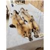 Image 4 : 2 Ranch Fox Soft Tanned Furs Taxidermy