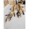 Image 5 : 2 Ranch Fox Soft Tanned Furs Taxidermy