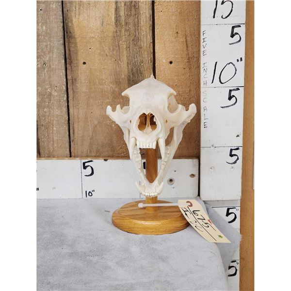 Big Black Bear Skull On Stand Taxidermy