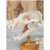 Image 4 : Big Black Bear Skull On Stand Taxidermy
