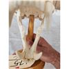 Image 6 : Big Black Bear Skull On Stand Taxidermy