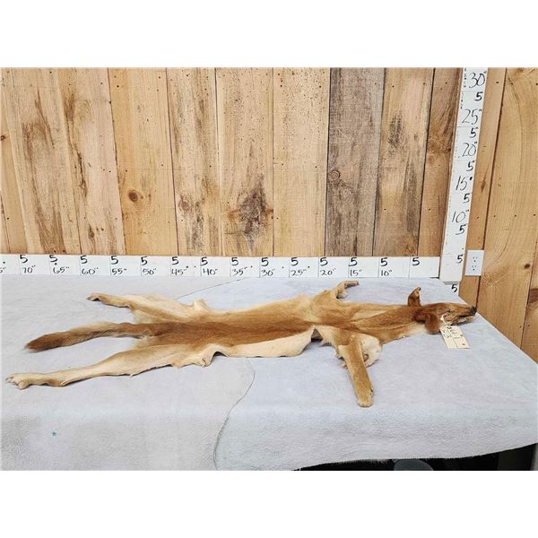 Australian Dingo Soft Tanned Fur Taxidermy