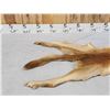 Image 2 : Australian Dingo Soft Tanned Fur Taxidermy