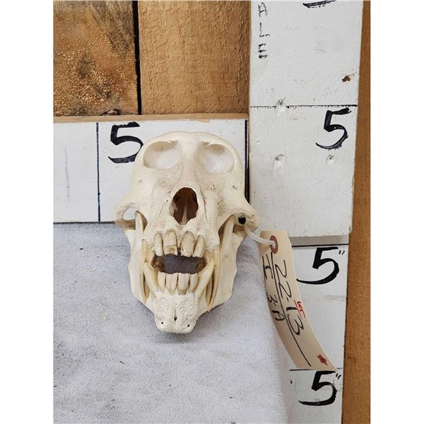 African Chakma Baboon Skull Taxidermy