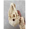 Image 4 : African Chakma Baboon Skull Taxidermy
